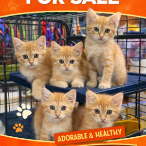 Beautiful Orange Kittens