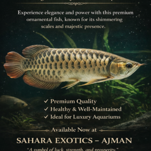 High Back Arowana – The Golden Dragon of Freshwater Aquariums