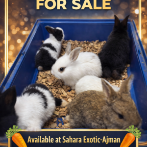 Adorable Pet Rabbits & Bunnies