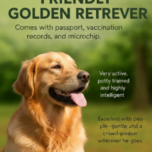 Golden Retriever