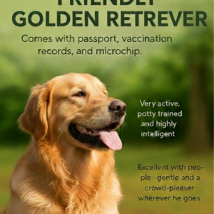 Golden Retriever