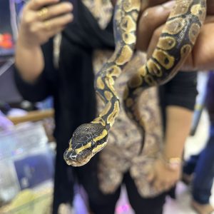Ball Python Snake 🐍