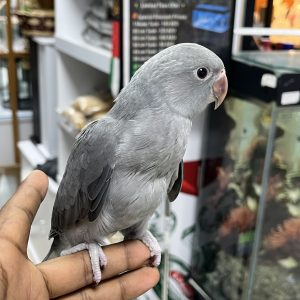 Grey parrot Indian ring neck