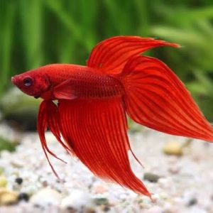 Male betta fish