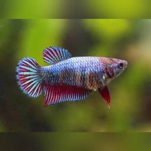 Female Betta fish