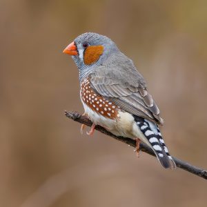 Finches